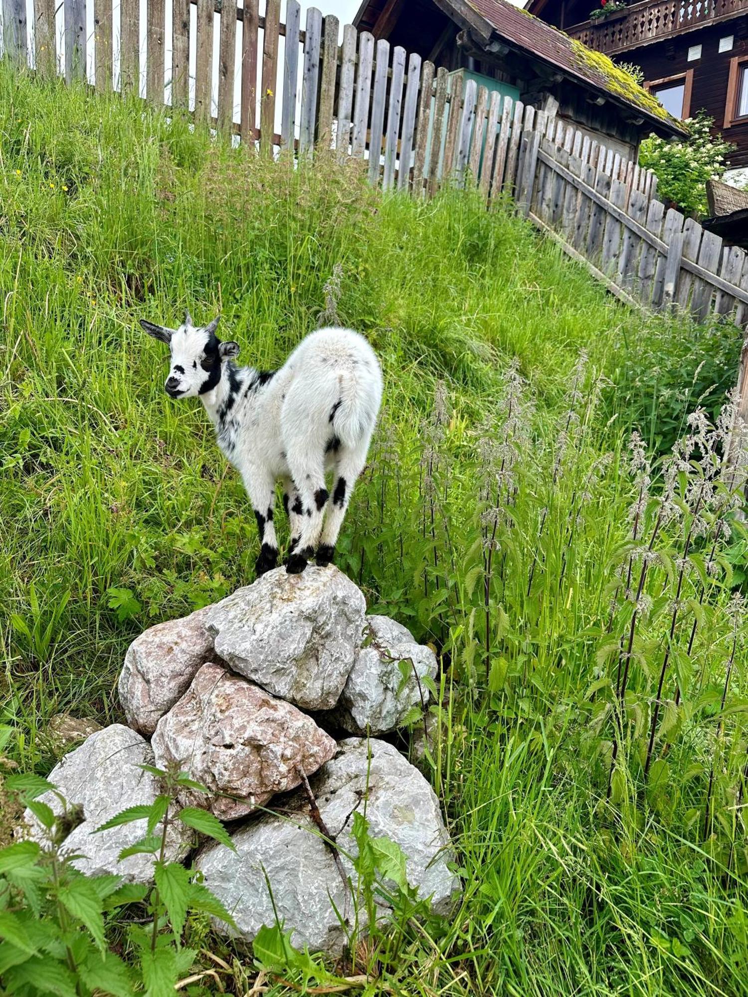 Almresort Baumschlagerberg Vorderstoder Dış mekan fotoğraf